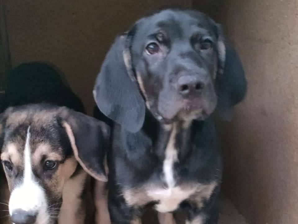 Vuoi adottare un cane a Parma?