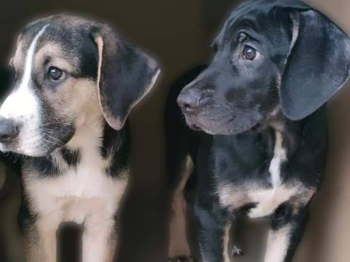 Adotta il cane OREO e COOKIE  a Parma