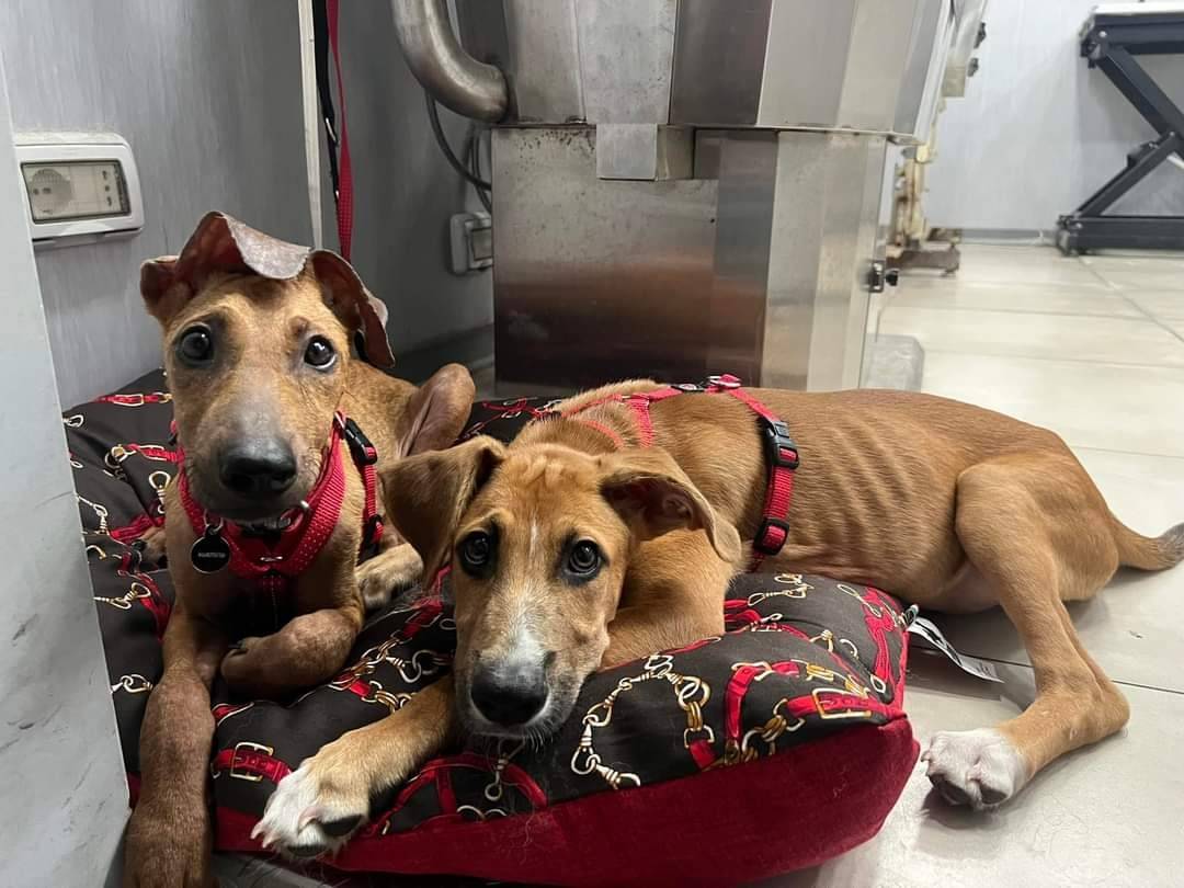 Adozione cane, femmina, meticcio, 1 anno e 6 mesi, taglia piccola, Catania