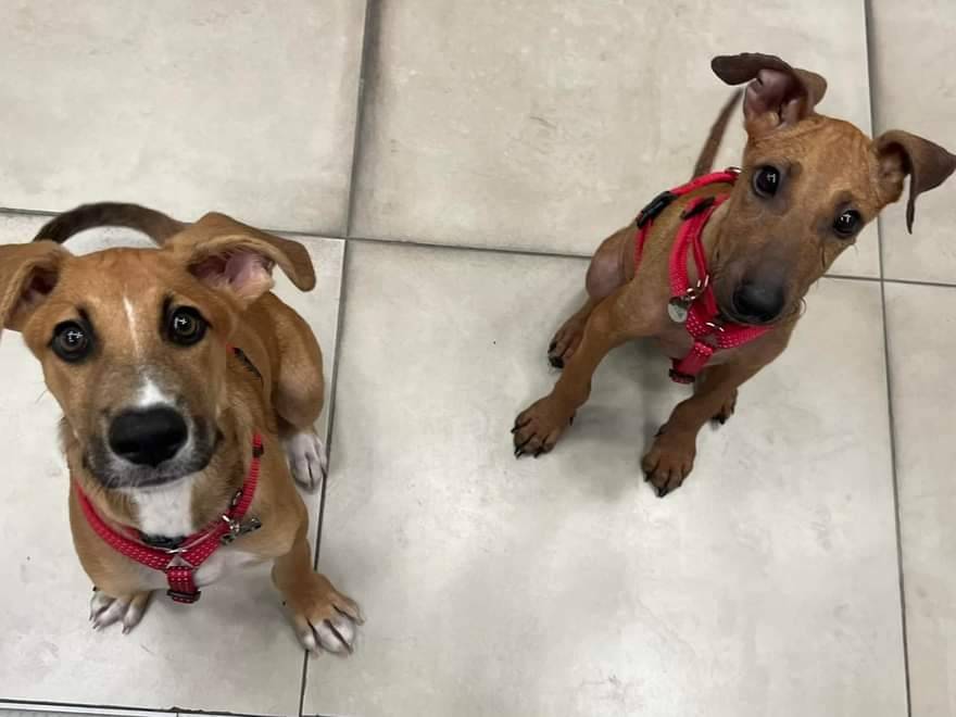 Adotta un cane, femmina, 1 anno e 6 mesi, Catania