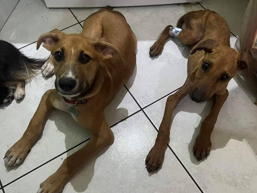 Adotta un cane, taglia piccola, femmina, Catania