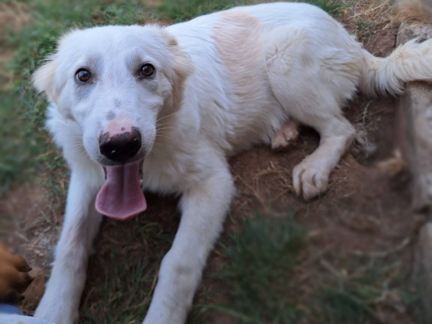 Vuoi adottare un cane a Frosinone?