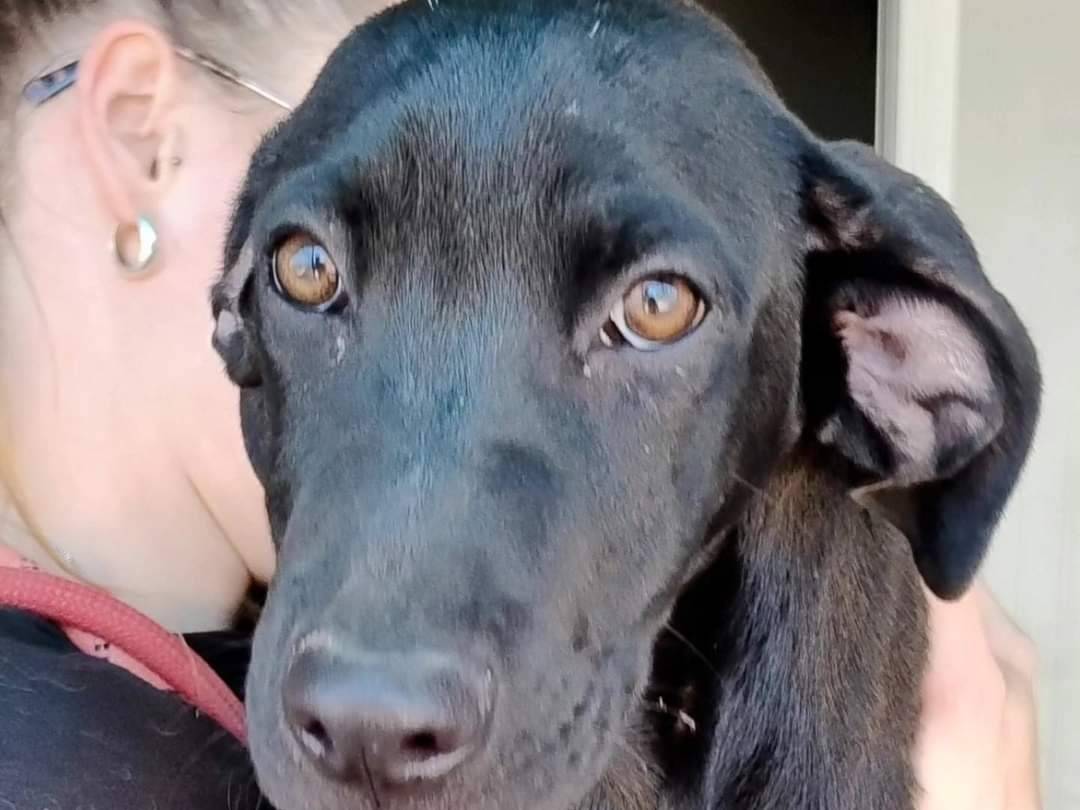 Adozione cane, femmina, Segugio, 2 anni e 4 mesi, taglia media contenuta, Milano