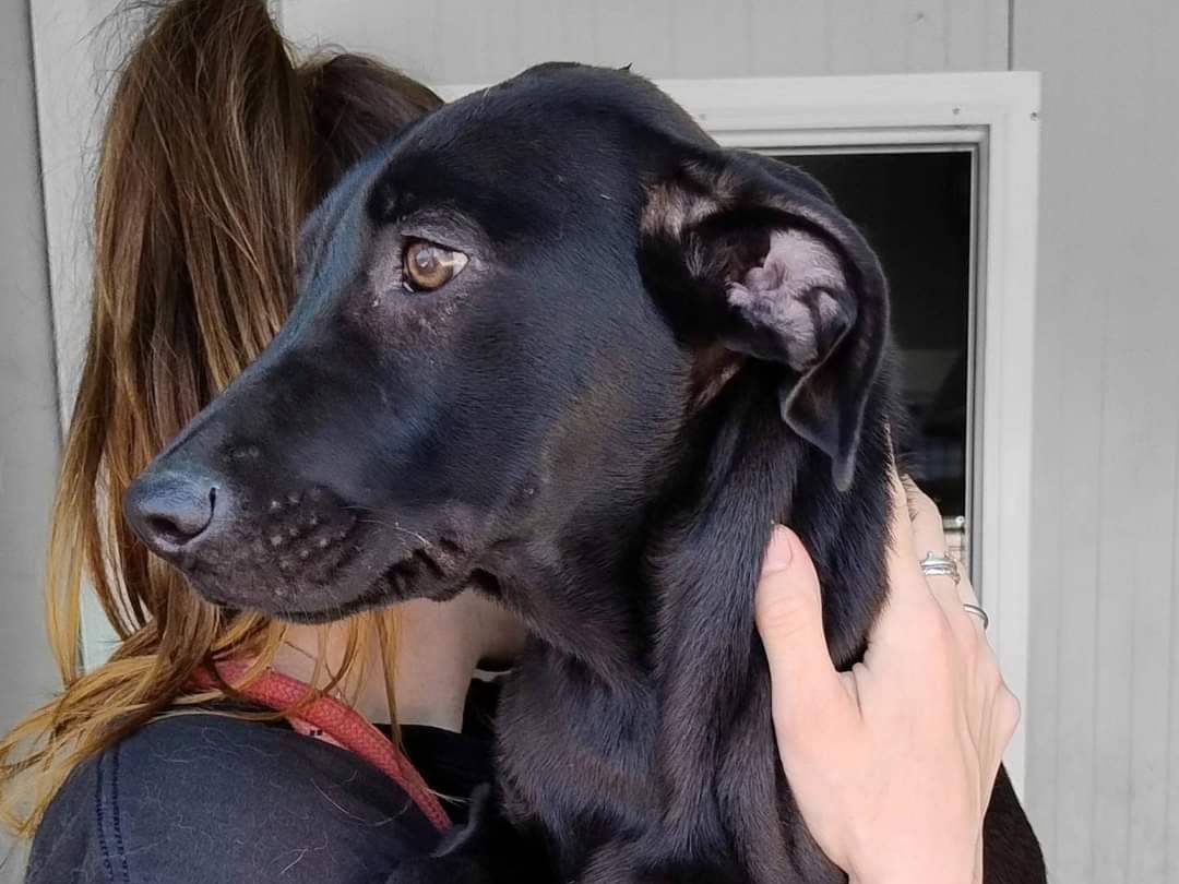 Adotta un cane, femmina, 2 anni e 4 mesi, Milano