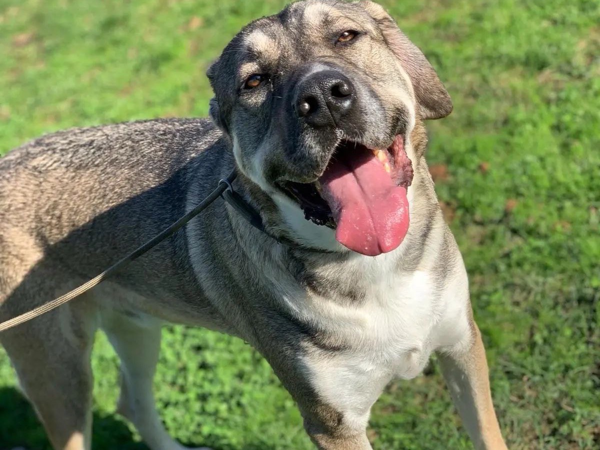 Adotta un cane, taglia gigante, maschio, Frosinone