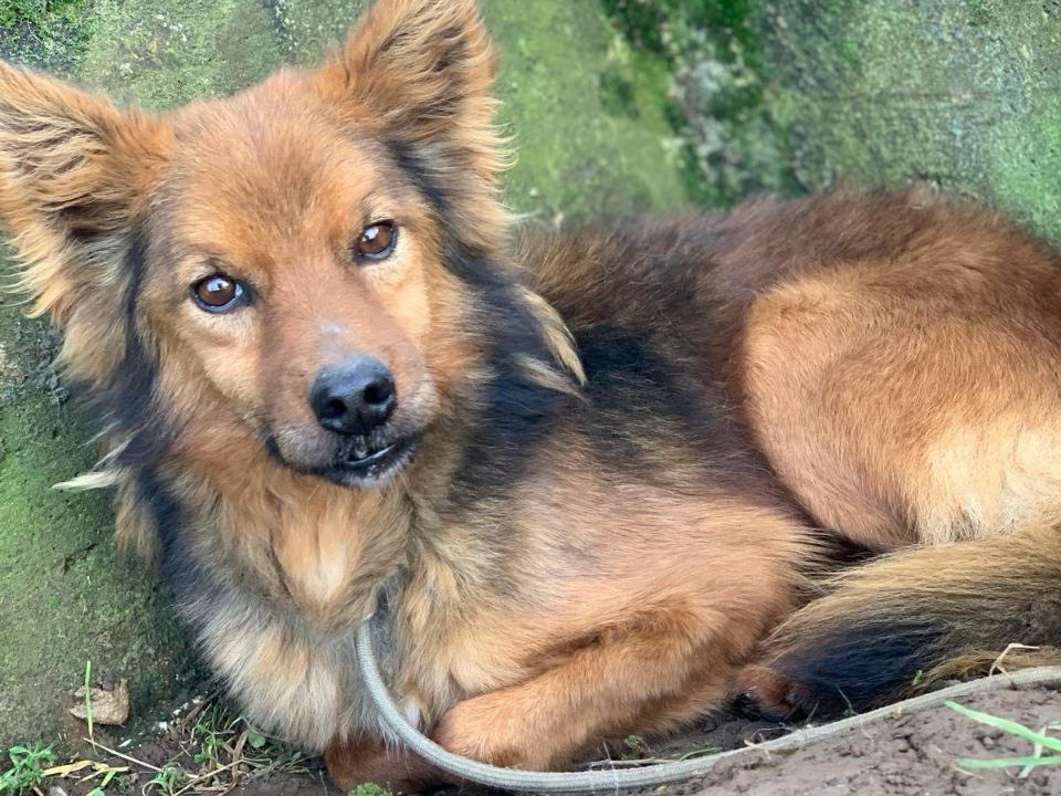 Adozione cane, maschio, Volpino di Pomerania Razza sconosciuta, 7 anni  e 7 mesi , taglia piccola, Frosinone