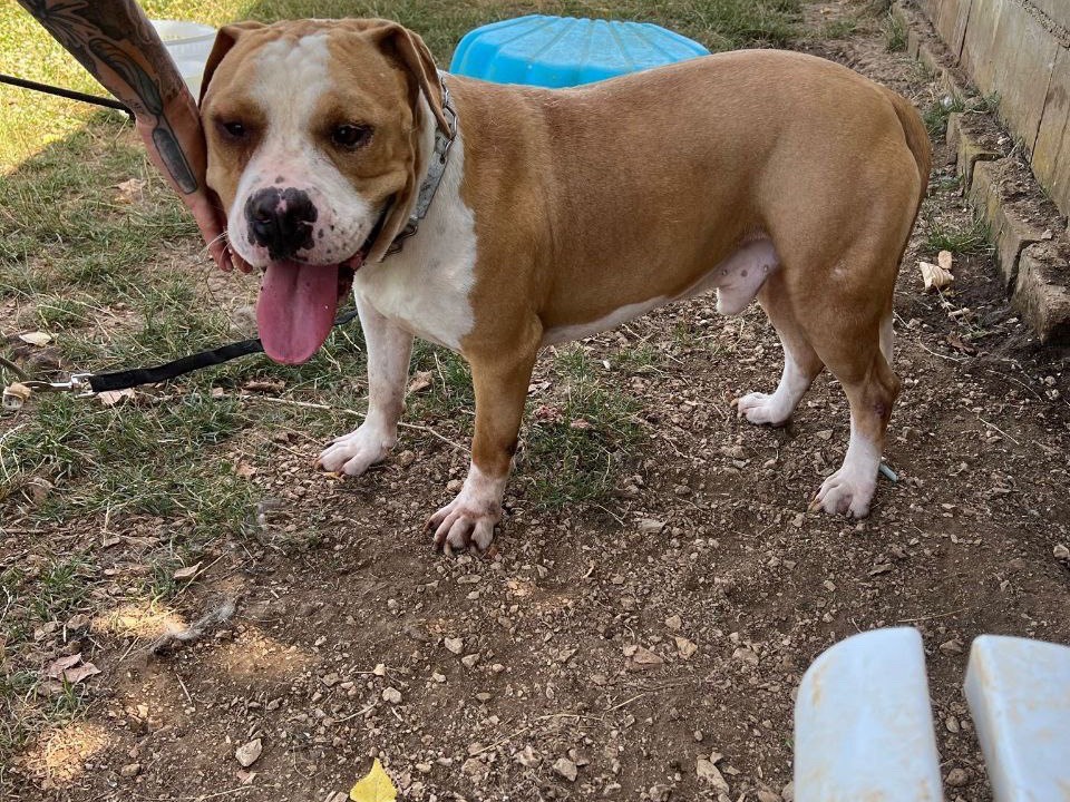 Adotta un cane, maschio, 4 anni e 10 mesi, Frosinone