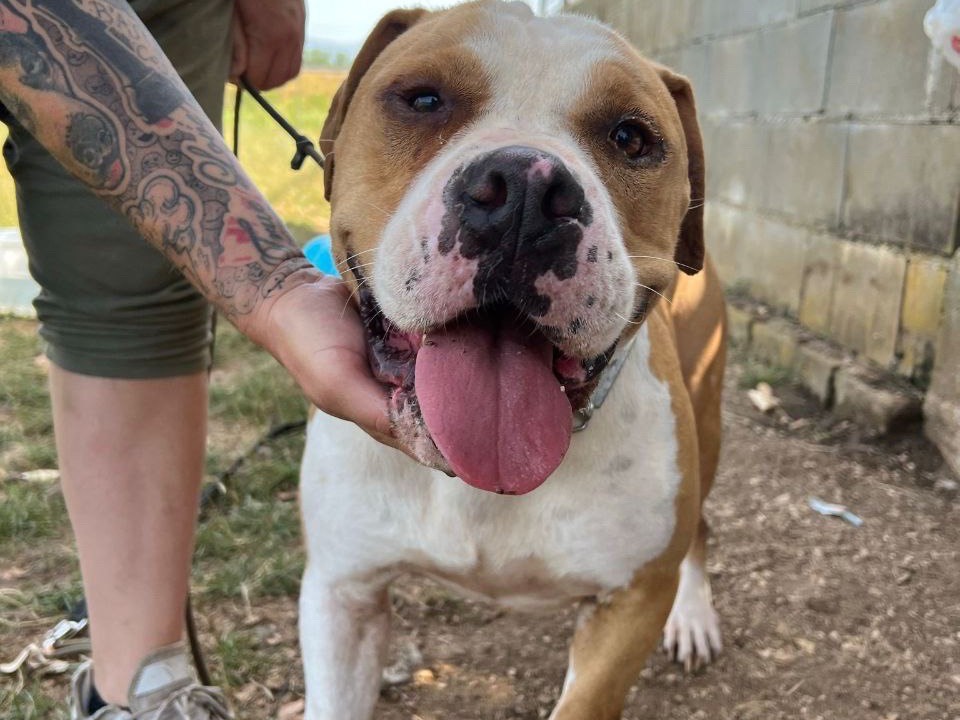 Adotta un cane, taglia grande, maschio, Frosinone