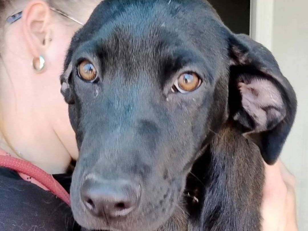 Adozione cane, femmina, Segugio, 2 anni e 4 mesi, taglia media contenuta, Milano