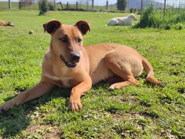 Adotta un cane, femmina, 3 anni  e 5 mesi , Frosinone