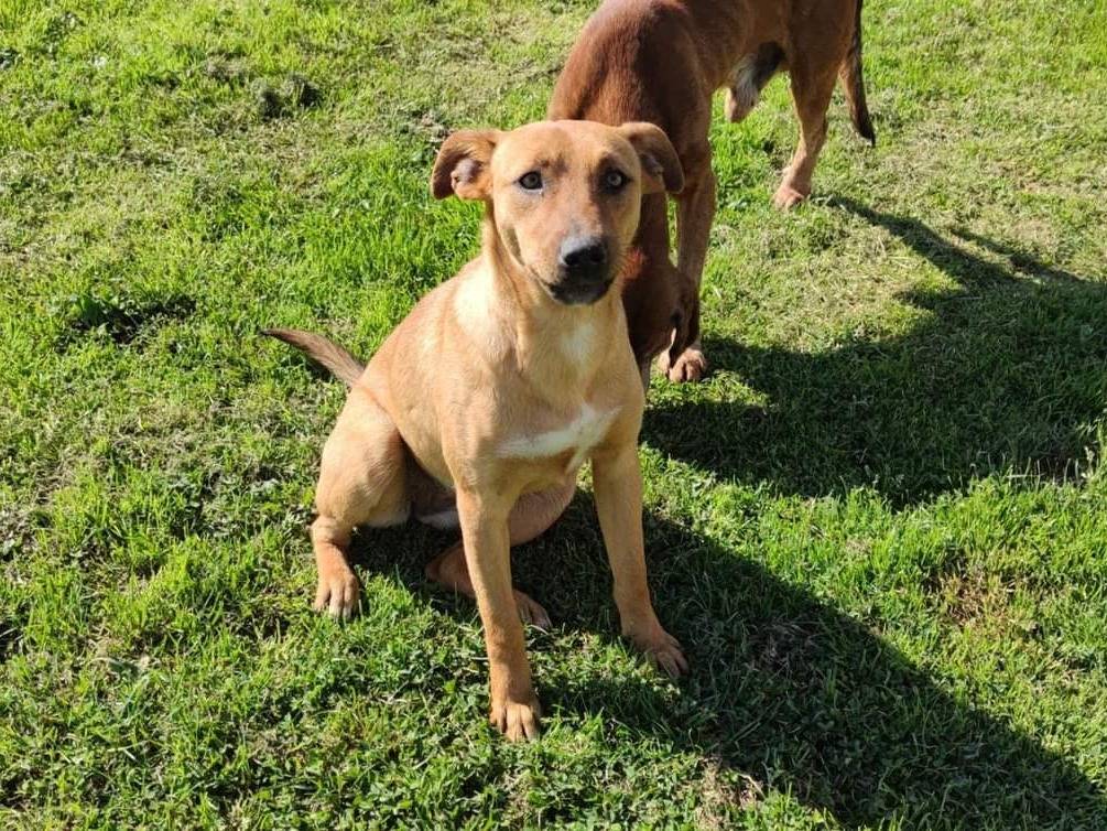 Adotta un cane, taglia media, femmina, Frosinone