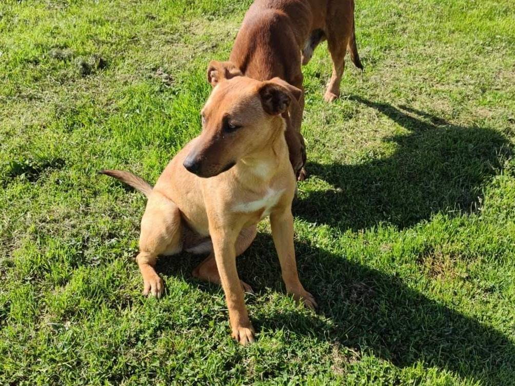Vuoi adottare un cane a Frosinone?
