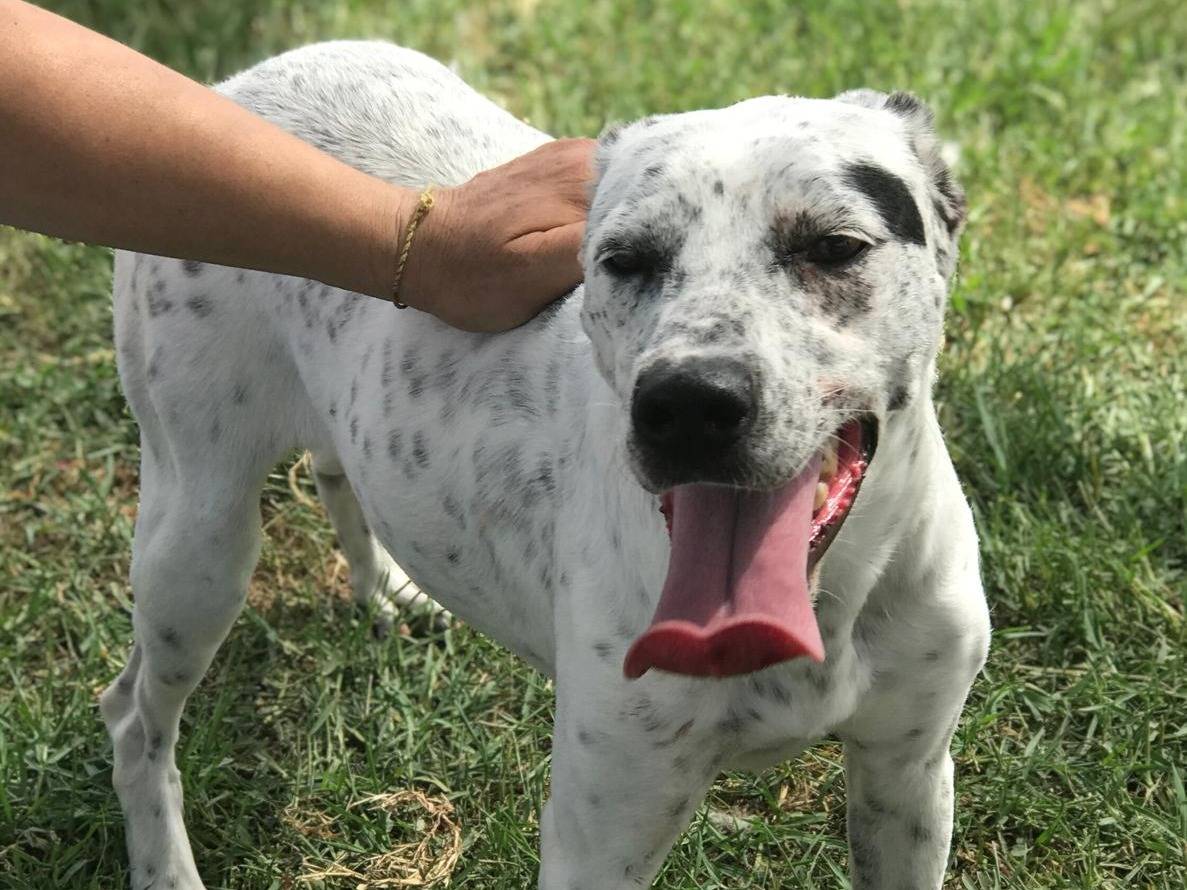 Adozione cane, femmina, Pointer, 2 anni  e 1 mese, taglia media contenuta, Latina