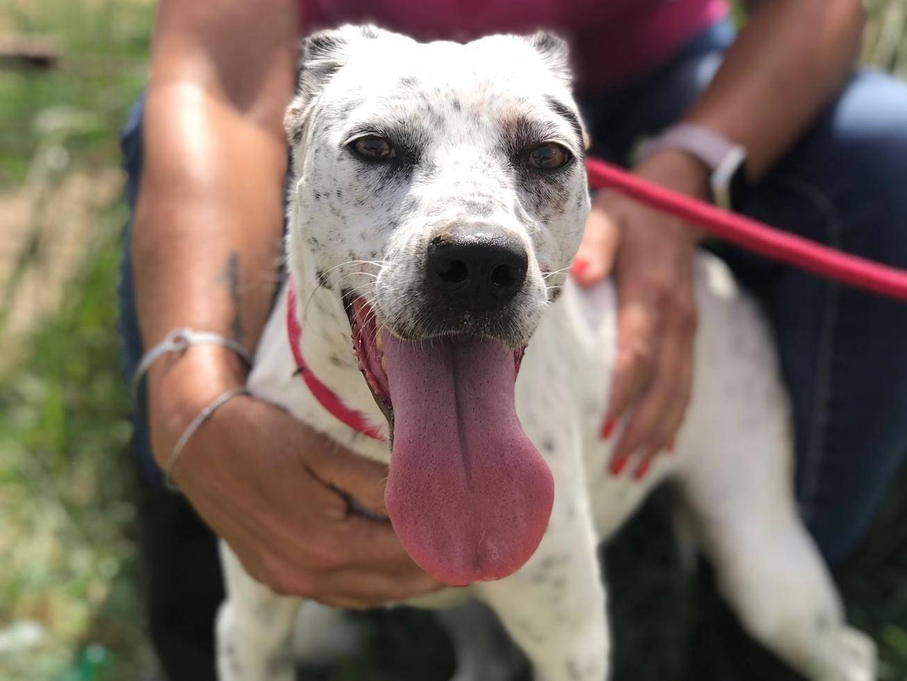 Adotta un cane, femmina, 2 anni  e 1 mese, Latina