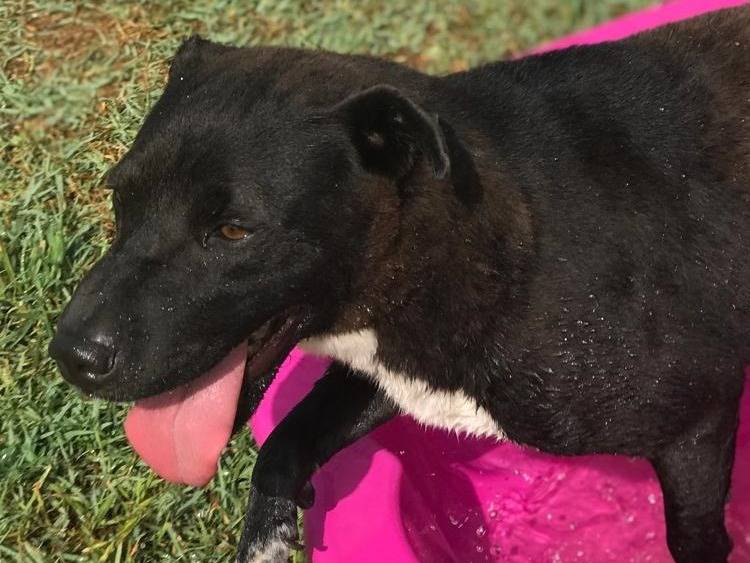 Adozione cane, femmina, Shar Pei, 3 anni , taglia media contenuta, Latina
