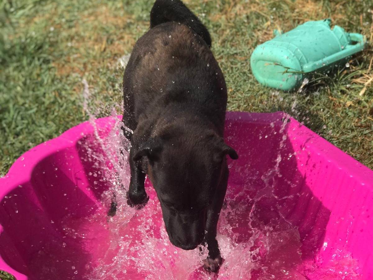 Adotta un cane, taglia media contenuta, femmina, Latina