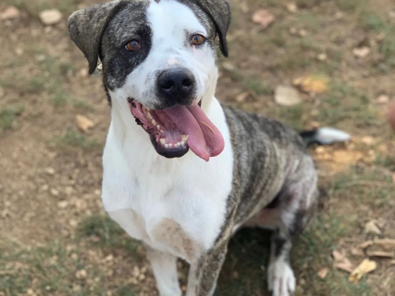 Adotta un cane, taglia grande, maschio, Frosinone