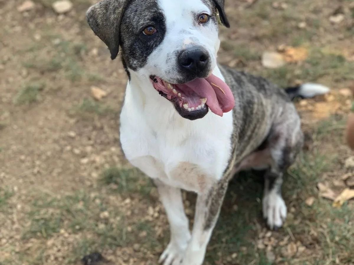 Adotta un cane, taglia grande, maschio, Frosinone