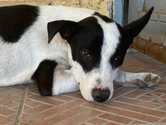 Adozione cane, maschio, meticcio, 2 anni e 3 mesi, taglia media contenuta, Crotone