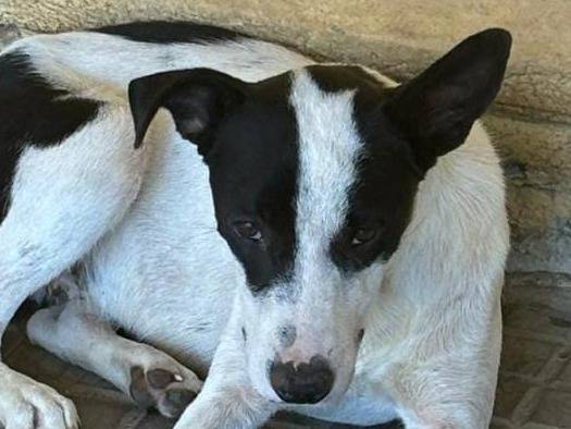 Adotta un cane, taglia media contenuta, maschio, Crotone