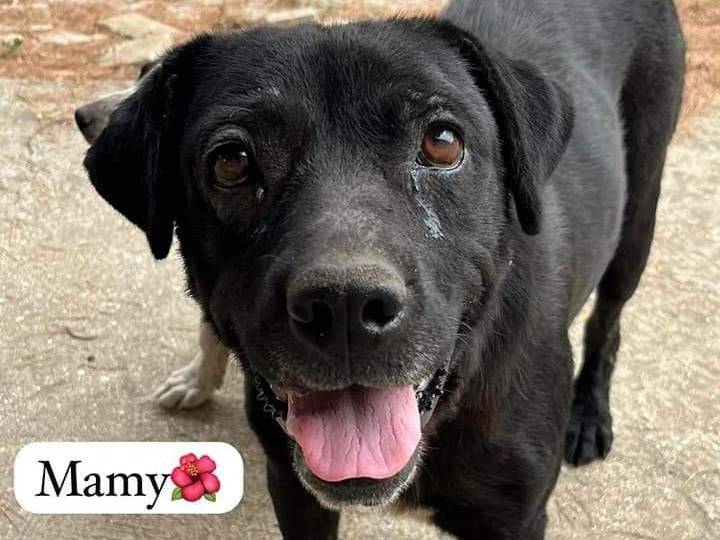 Adozione cane, femmina, meticcio, 1 anno e 4 mesi, taglia media, Trapani