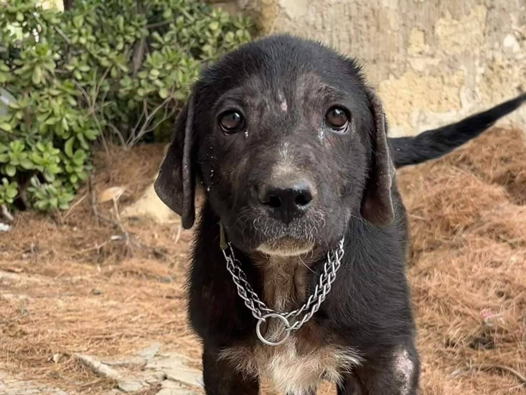 Adotta un cane, femmina, 1 anno e 4 mesi, Trapani