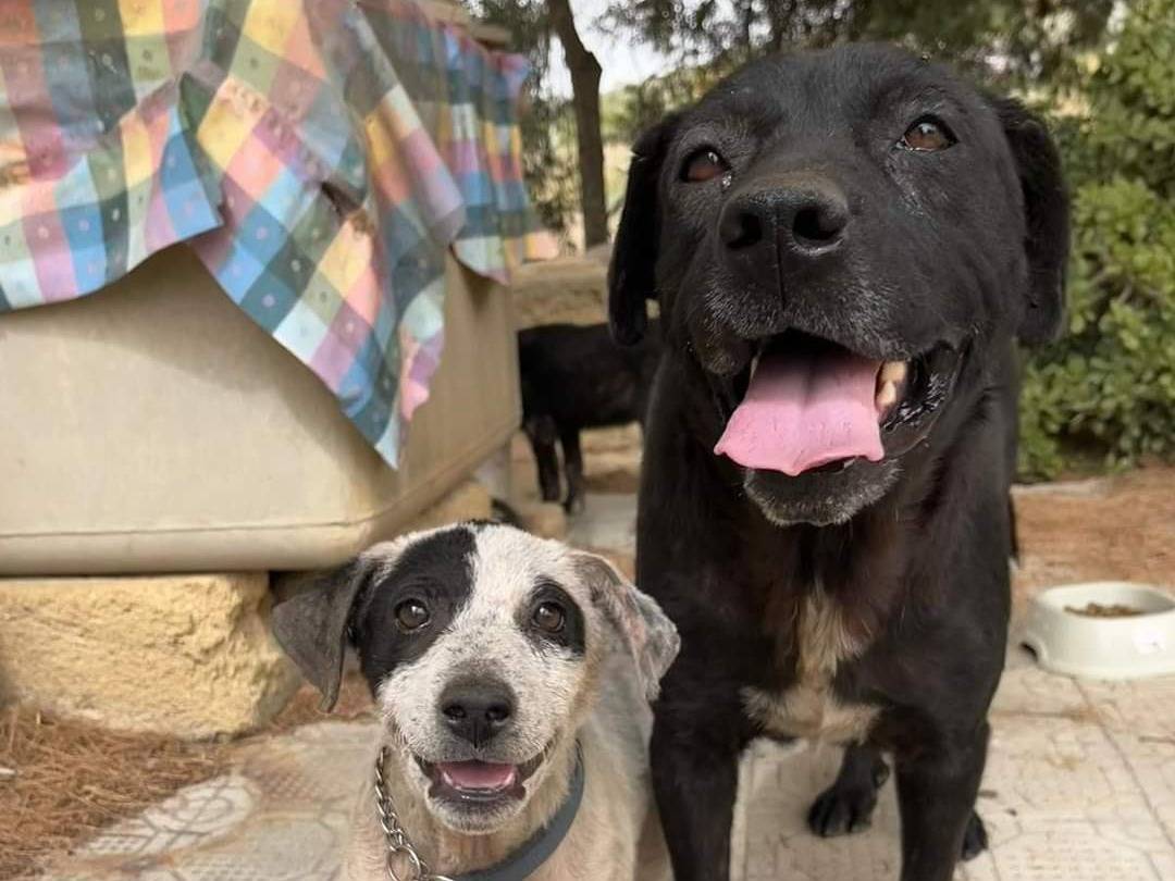 Vuoi adottare un cane a Trapani?