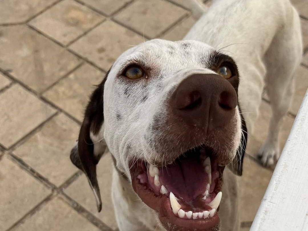 Adotta un cane, femmina, 2 anni e 8 mesi, Trapani