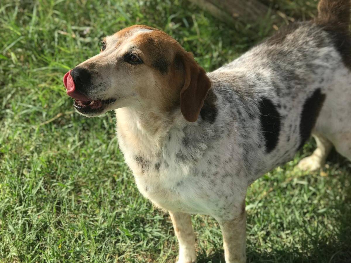 Adotta un cane, maschio, 8 anni  e 4 mesi , Latina