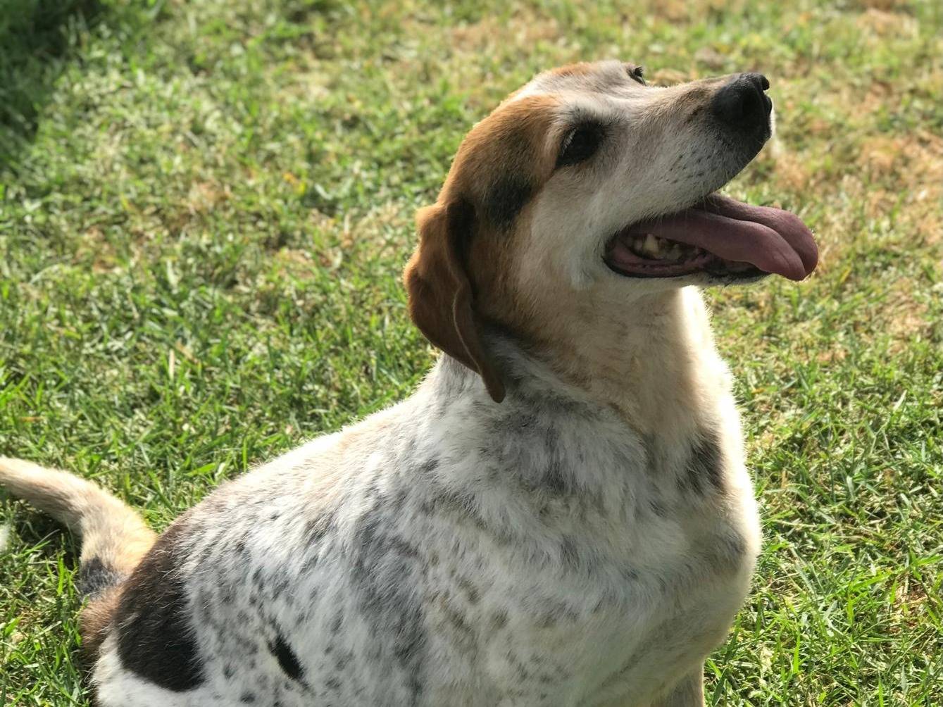 Vuoi adottare un cane a Latina?
