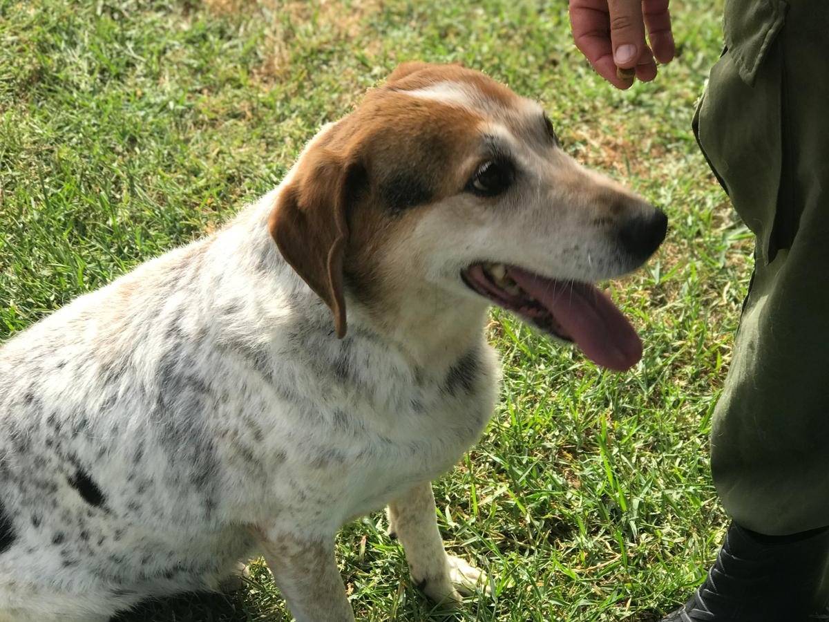 Adotta il cane Billy a Latina
