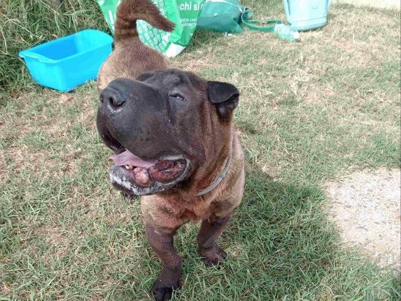 Adotta un cane, taglia media, femmina, Latina
