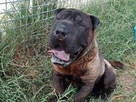 Vuoi adottare un cane a Latina?