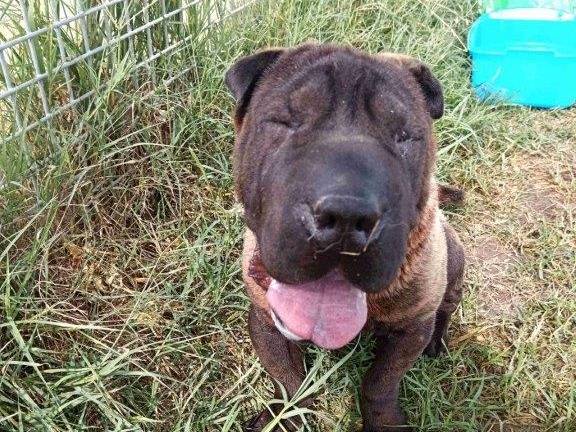 Adotta il cane SHALPETTA a Latina