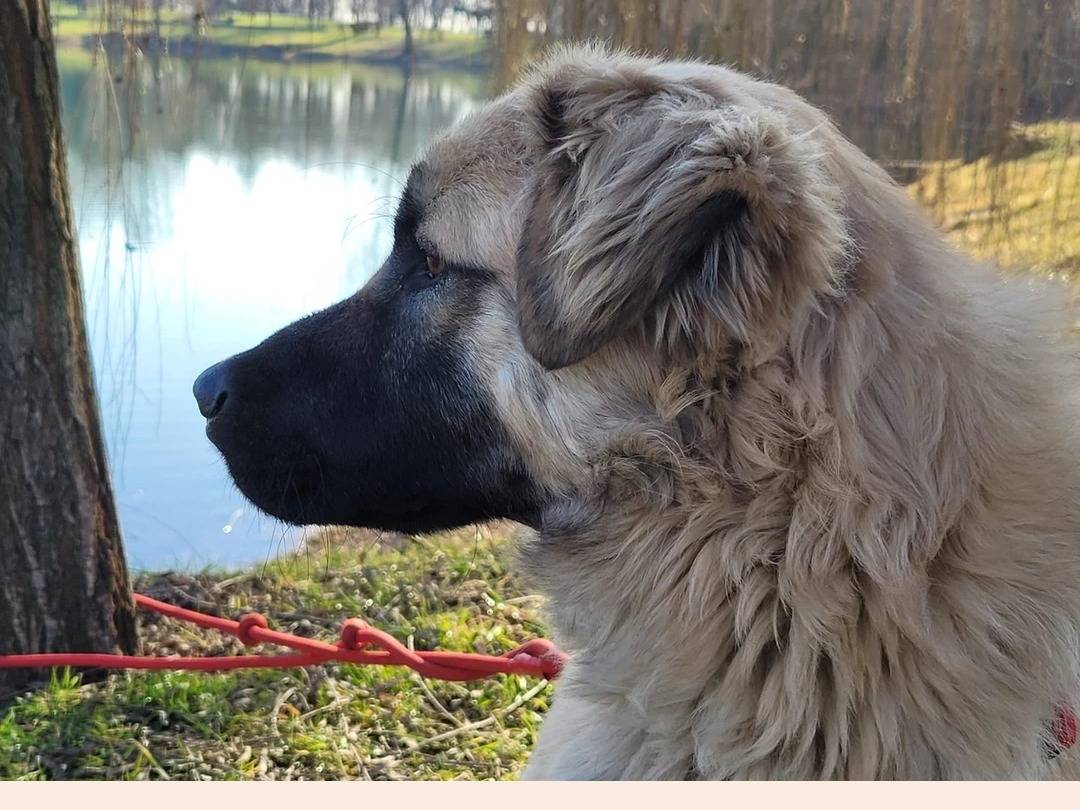 Adotta un cane, maschio, 3 anni  e 6 mesi , Milano