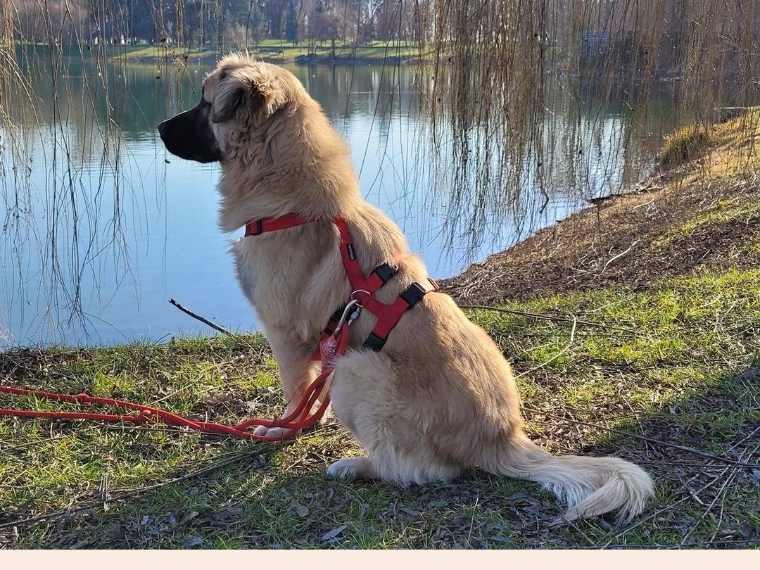 Vuoi adottare un cane a Milano?