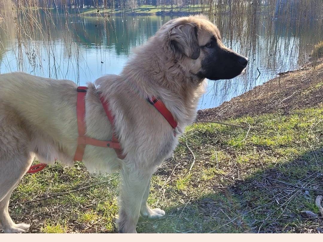 Adotta il cane Glauco a Milano