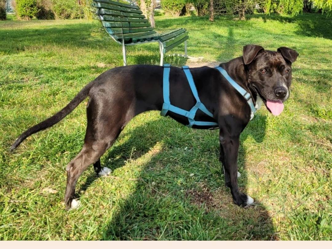 Adotta un cane, femmina, 9 anni , Milano