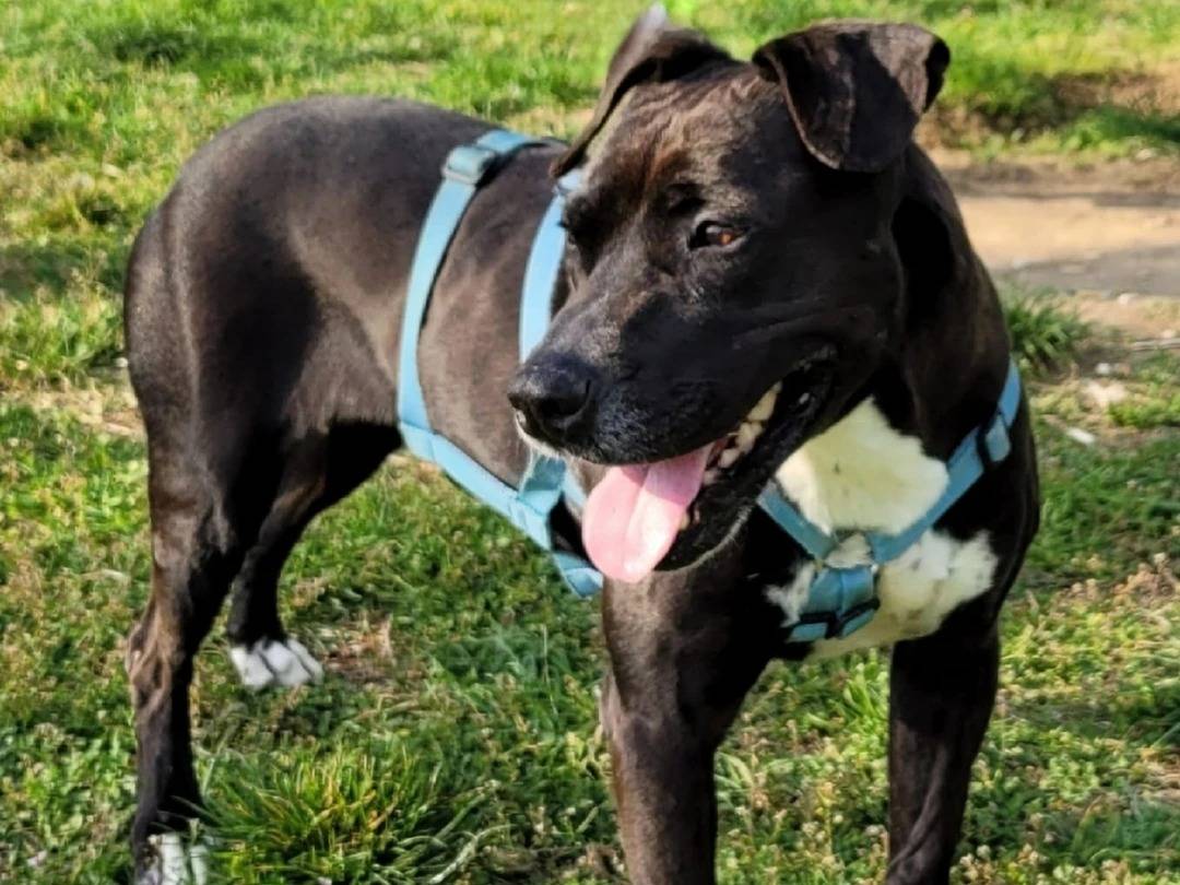 Adotta un cane, taglia media, femmina, Milano