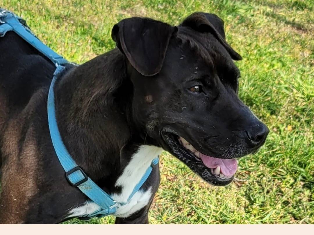 Vuoi adottare un cane a Milano?