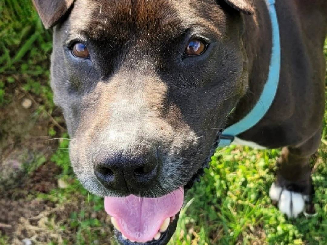 Adotta il cane Goccia a Milano