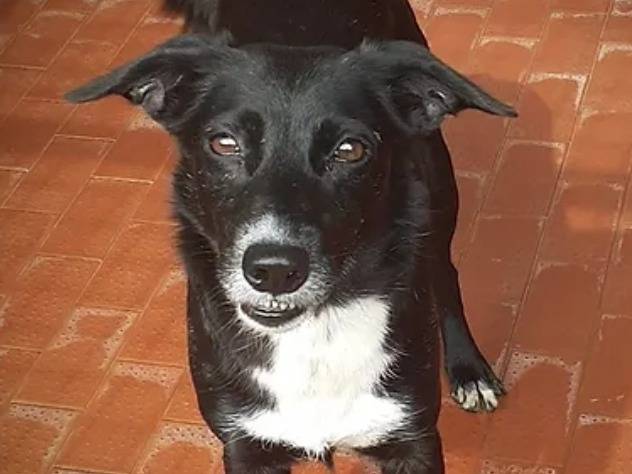 Foto dell'animale
