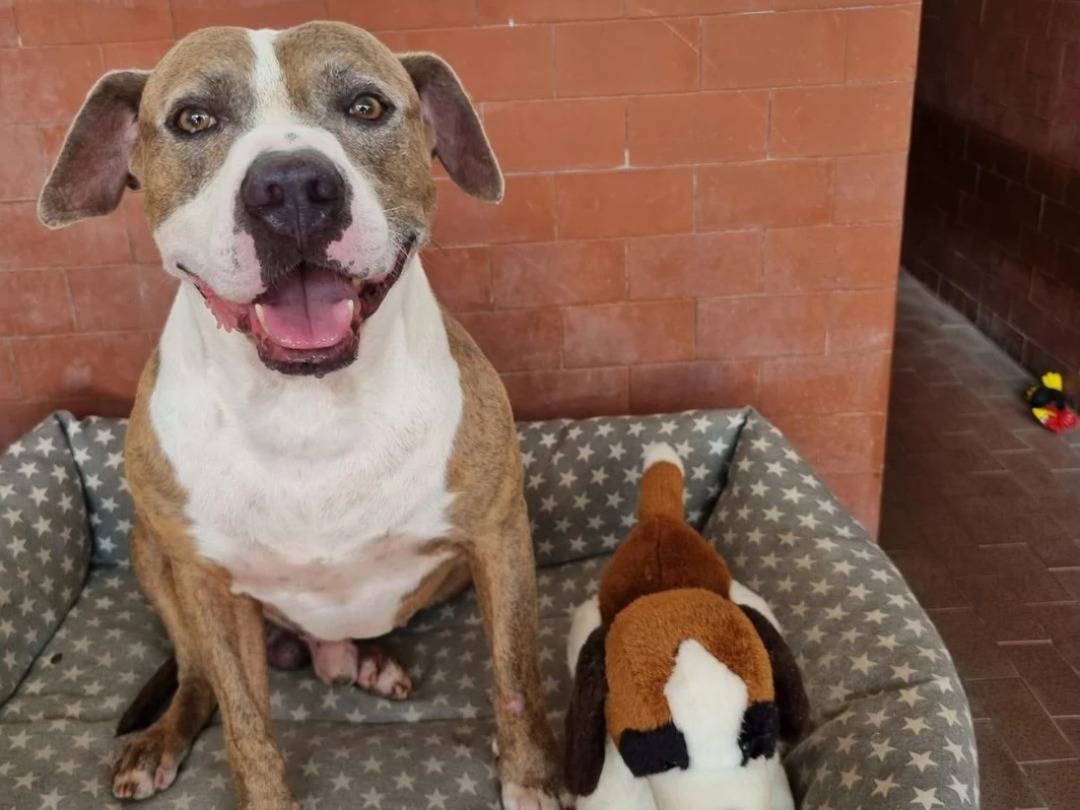 Adotta un cane, taglia grande, maschio, Milano