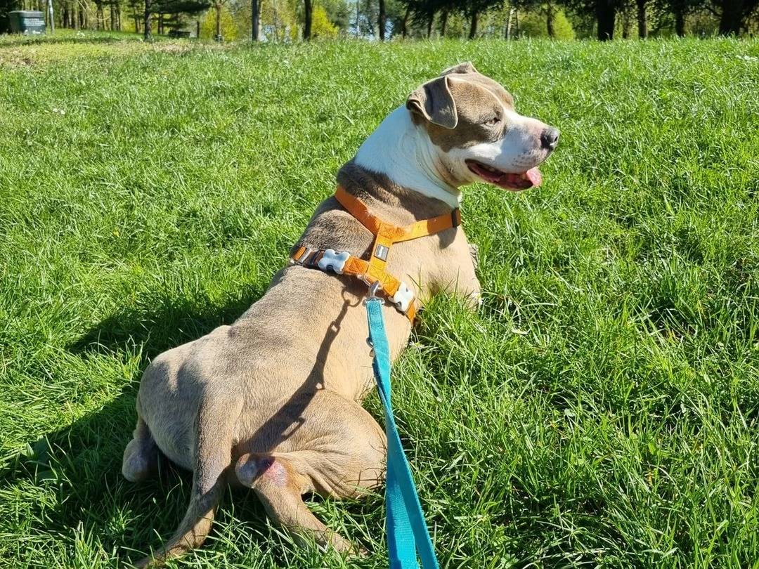 Vuoi adottare un cane a Milano?