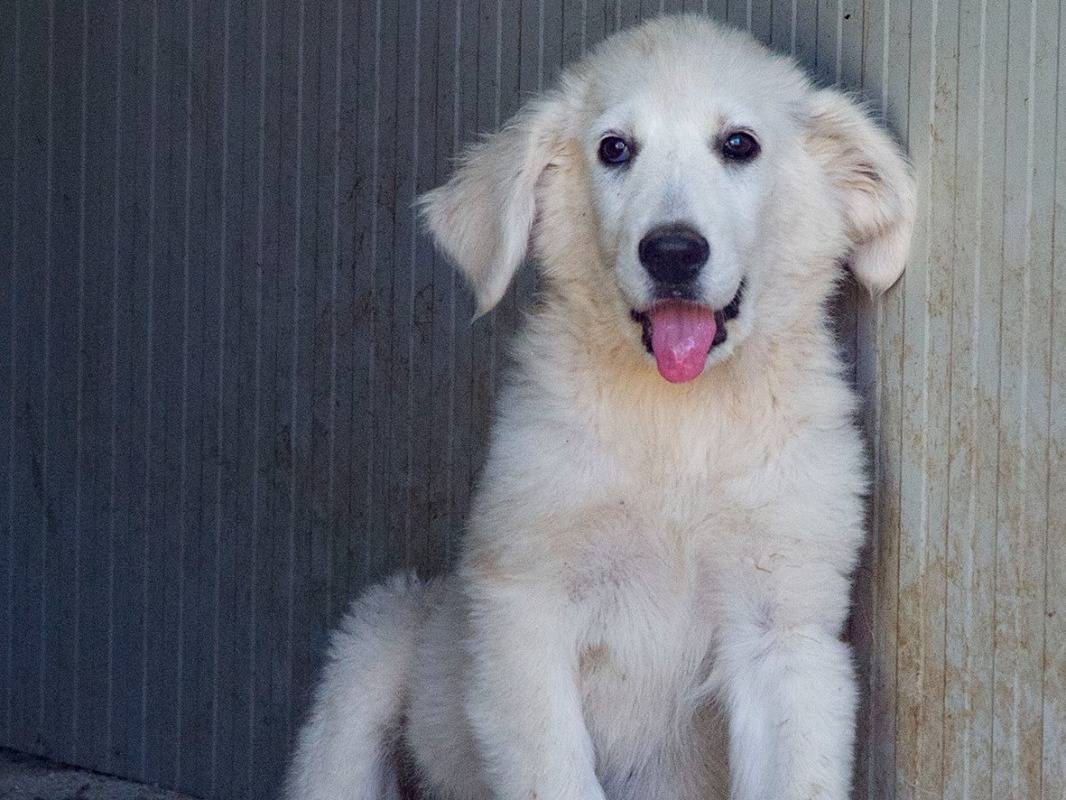 Adotta un cane, femmina, 7 mesi, Frosinone