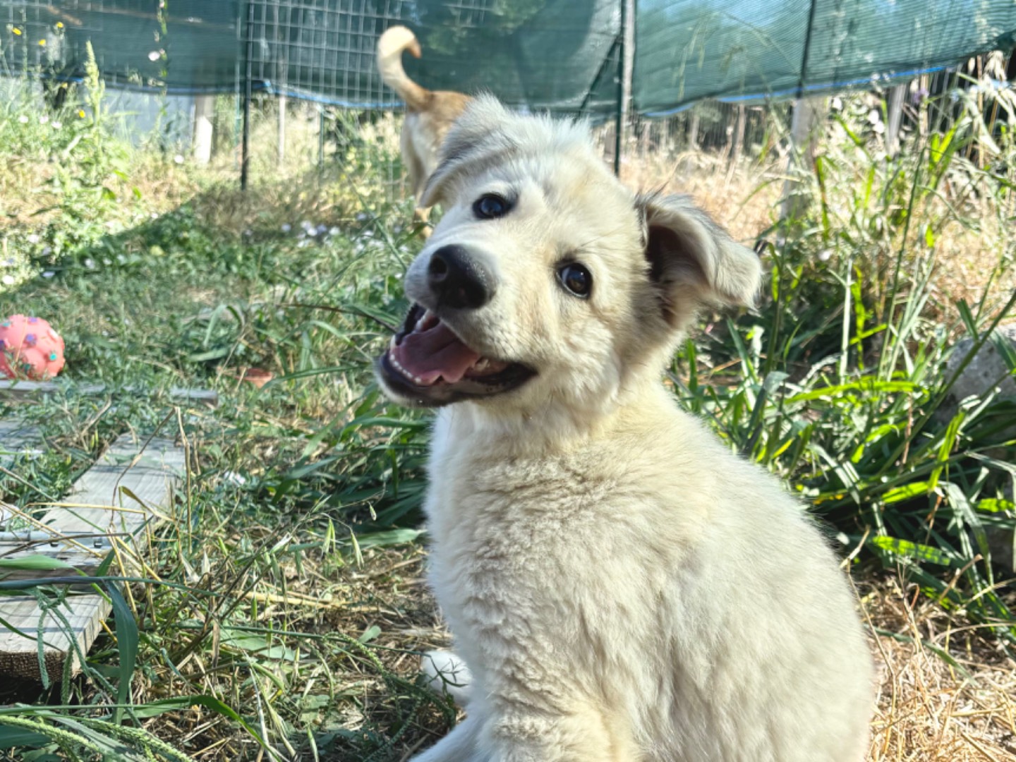 Foto dell'animale