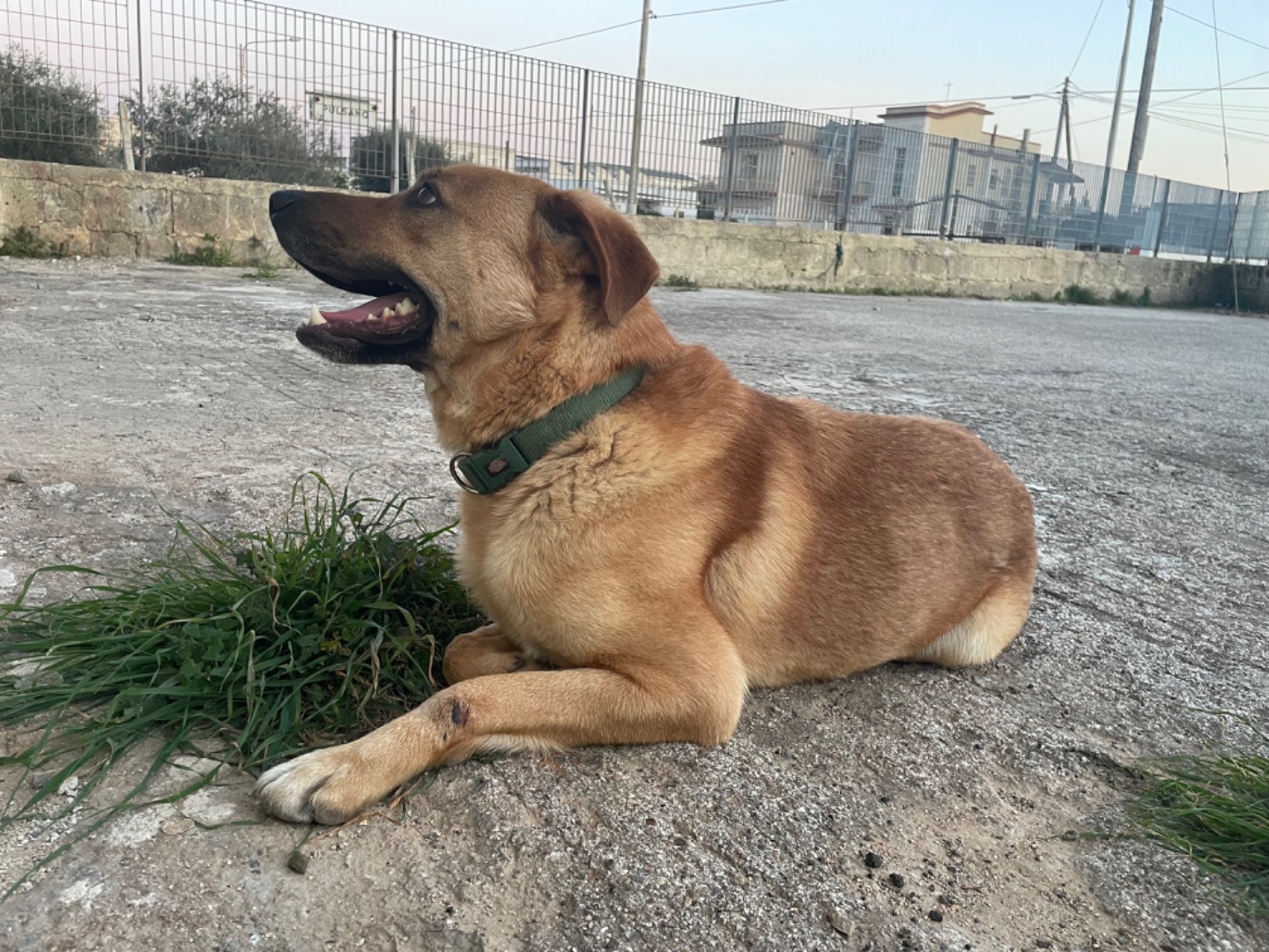 Adotta un cane, taglia grande, maschio, Taranto