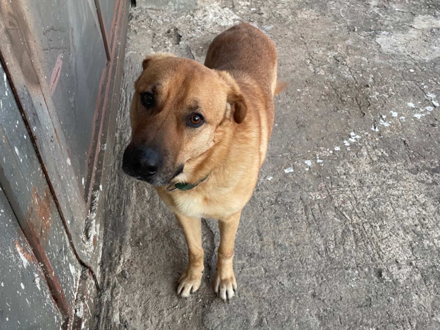 Vuoi adottare un cane a Taranto?
