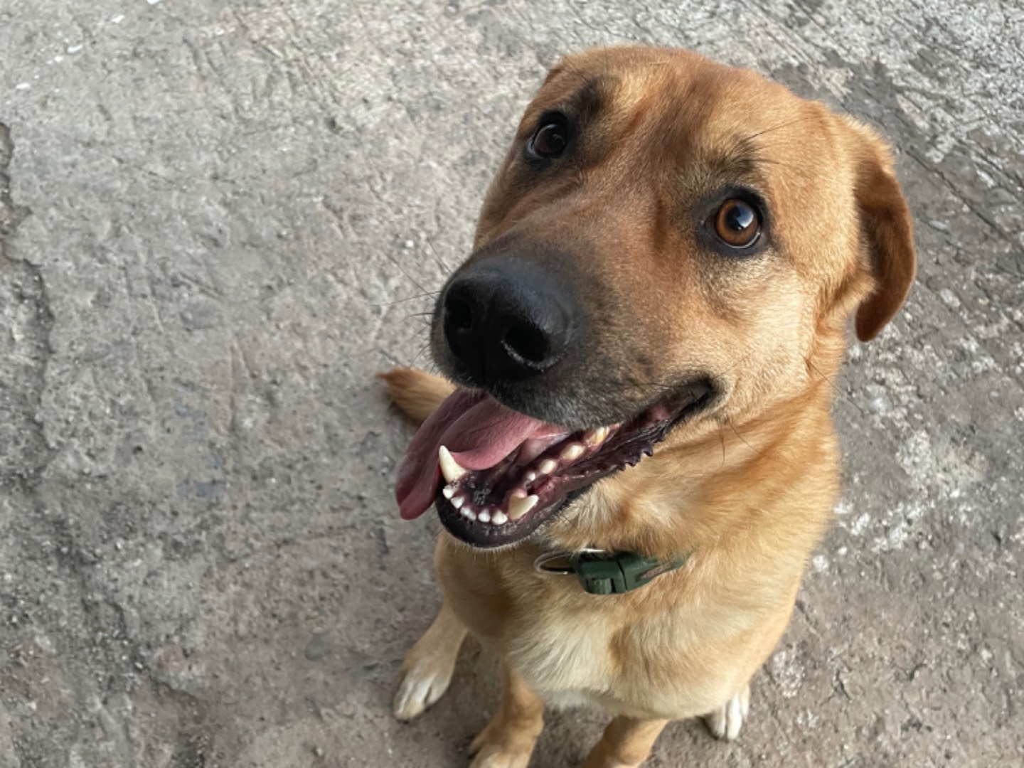 Adotta il cane Simba a Taranto
