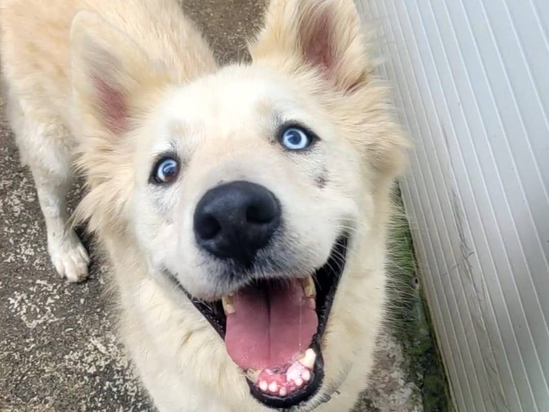 Adozione cane, maschio, Siberian Husky, 5 anni e 11 mesi, taglia media, Milano